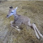 上野動物園のキリンの赤ちゃんの名前はどうなる？一般公募はある？